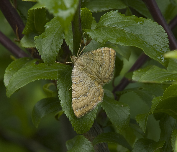 Camptogramma bilineata Geometridae
